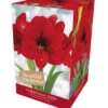 Amaryllis Christmas Wish -JELLY Home Gifts Shop Christmas Wish 52635.1696942532