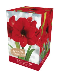 Amaryllis Christmas Wish
