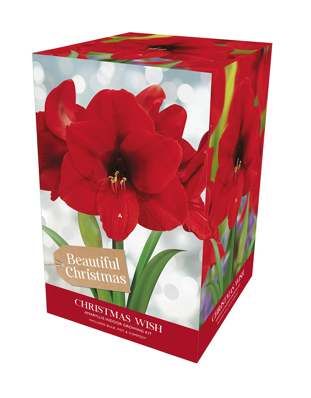 Amaryllis Christmas Wish 3 Amaryllis Christmas Wish