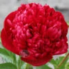 Paeonia Select Christmas Velvet 4L/21cm -JELLY Home Gifts Shop christmas velvet f1 81282.1665133467