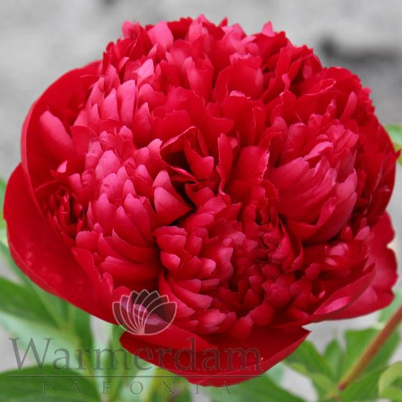 Paeonia Select Christmas Velvet 4L/21cm 3 Paeonia Select Christmas Velvet 4L/21cm