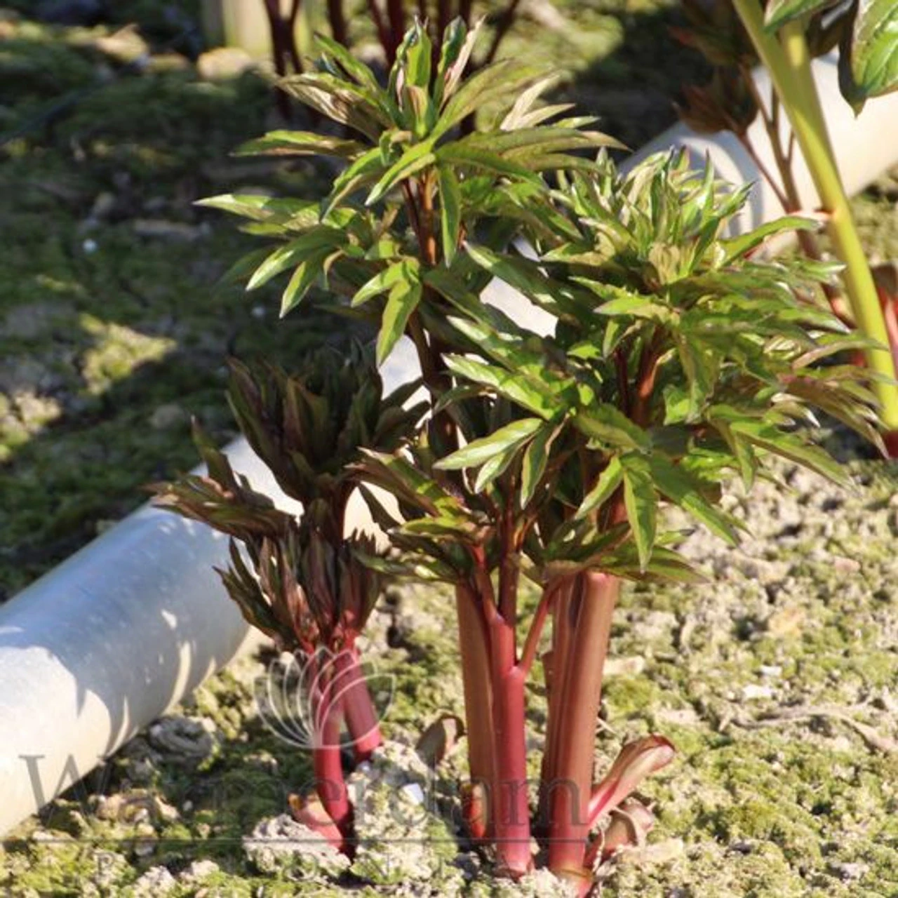 Paeonia Select Christmas Velvet 4L/21cm 4 Paeonia Select Christmas Velvet 4L/21cm - Image 2