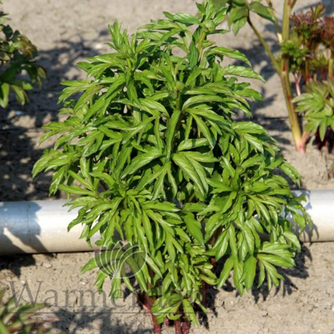 Paeonia Select Christmas Velvet 4L/21cm 5 Paeonia Select Christmas Velvet 4L/21cm - Image 3