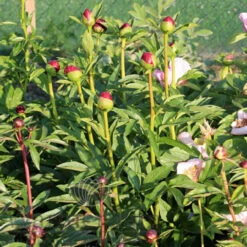 Paeonia Select Christmas Velvet 4L/21cm 11 Paeonia Select Christmas Velvet 4L/21cm -JELLY Home Gifts Shop christmas velvet f4 93211.1662993082