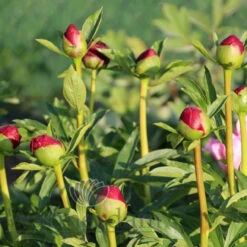 Paeonia Select Christmas Velvet 4L/21cm 10 Paeonia Select Christmas Velvet 4L/21cm -JELLY Home Gifts Shop christmas velvet f5 62620.1662993082