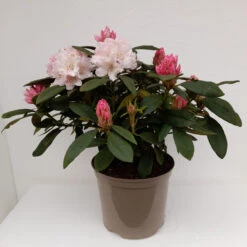 Rhododendron Christmas Cheer 75L -JELLY Home Gifts Shop rhododrendron christmas cheer 1 45802.1662993379