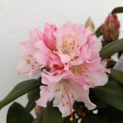 Rhododendron Christmas Cheer 75L -JELLY Home Gifts Shop rhododrendron christmas cheer 3 88719.1662993379