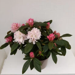 Rhododendron Christmas Cheer 75L -JELLY Home Gifts Shop rhododrendron christmas cheer 6 59733.1662993379